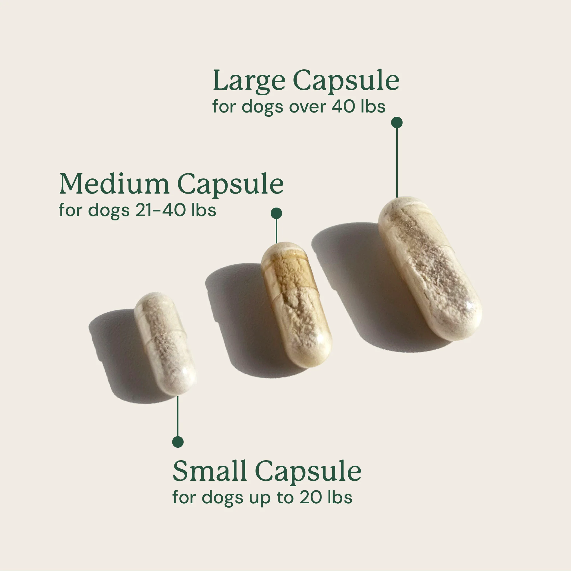 Gut Maintain for Dogs - Image 9