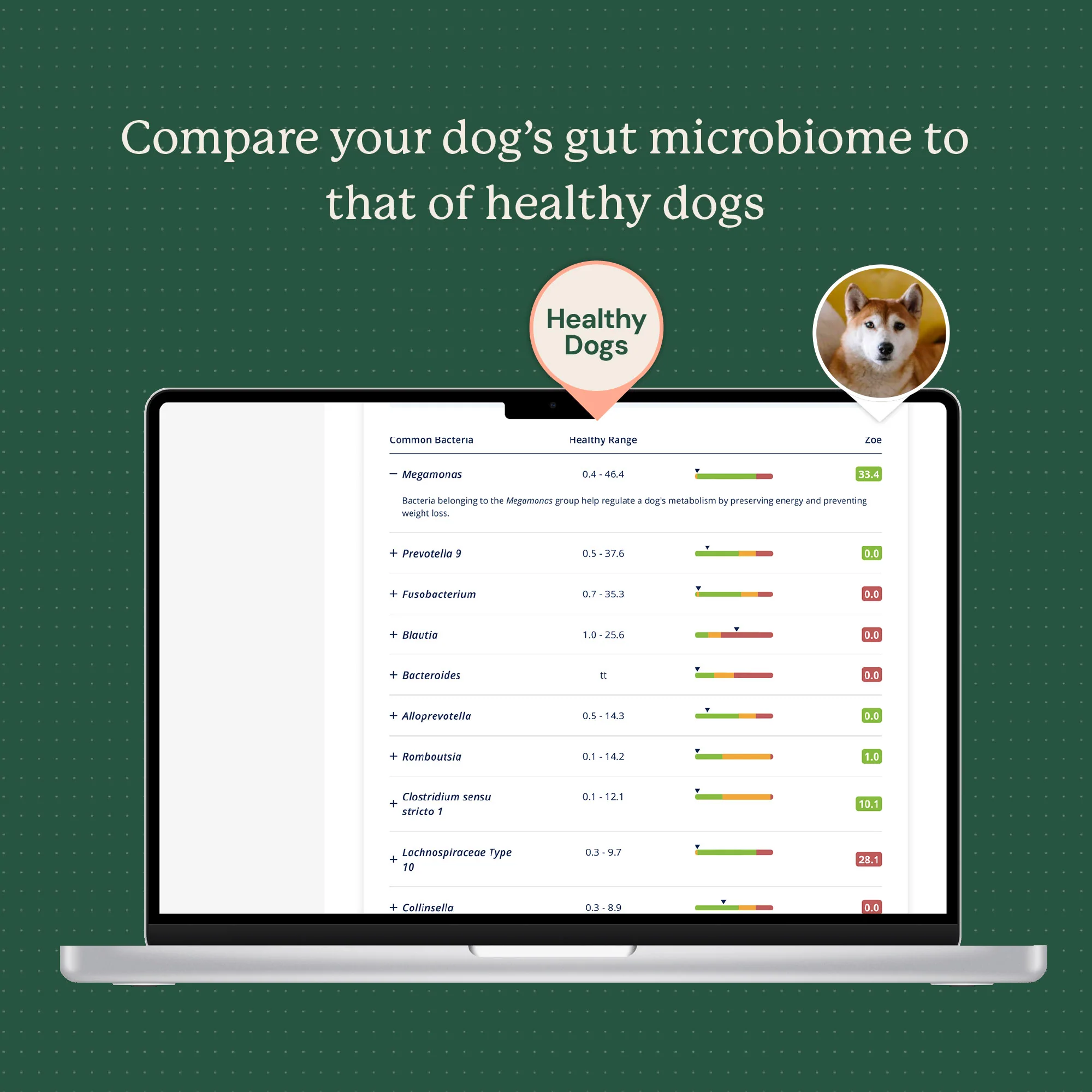 Gut Microbiome Test for Dogs - Image 6