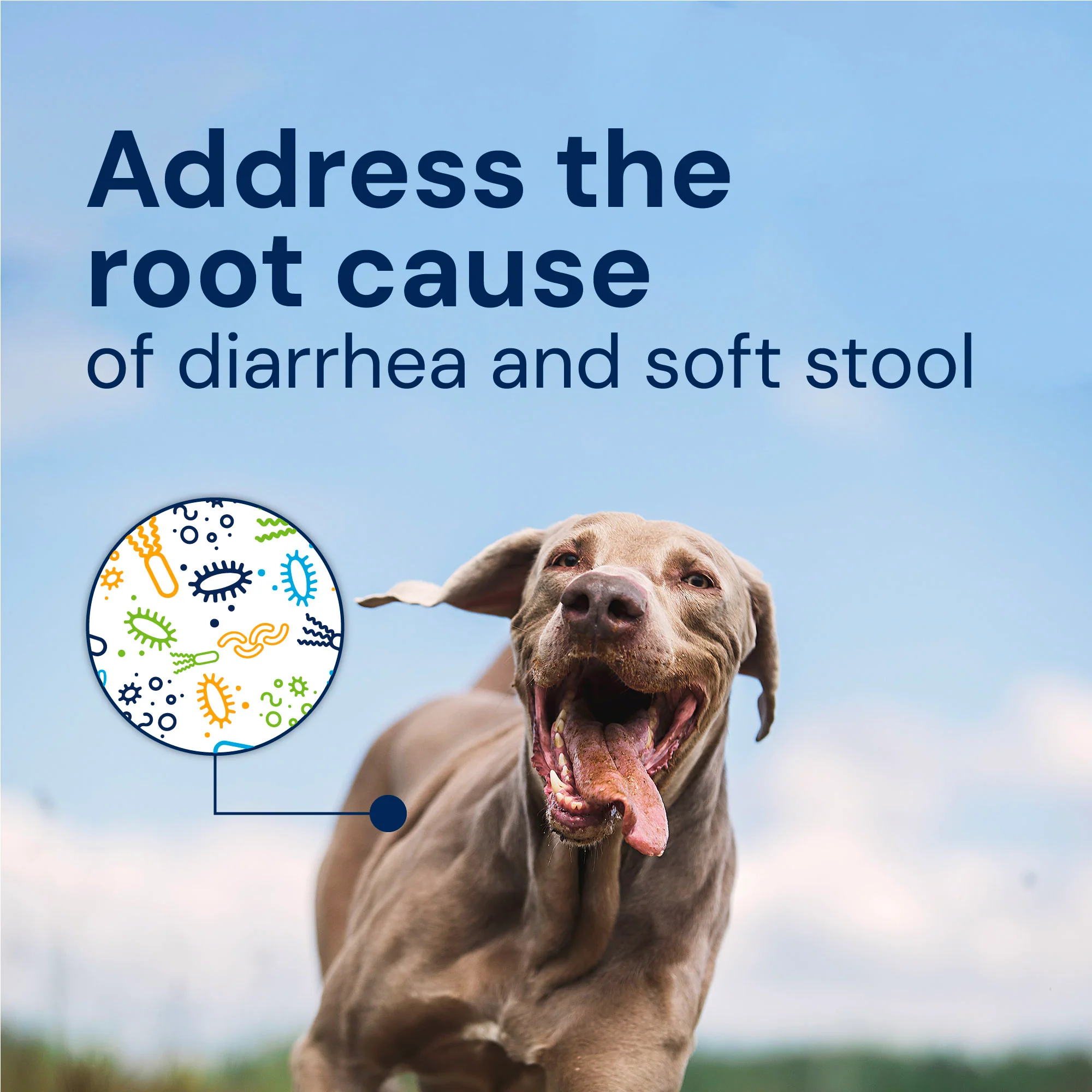 Gut Restore Supplement from Raw-Fed Dogs - Image 3